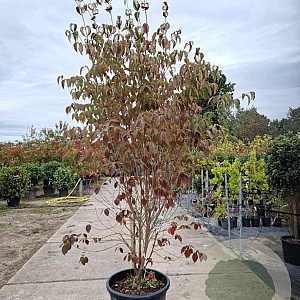 Cornus kousa chinensis 200-250 cm container meerstammig