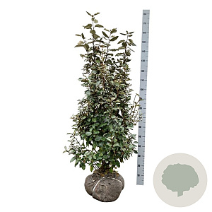 Elaeagnus ebb. 'Compacta' 100-125 cm met kluit