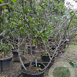 Ficus carica 125-150 cm container 