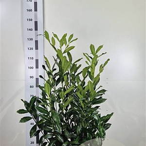 Prunus l. 'Caucasica' 80-100 cm met kluit