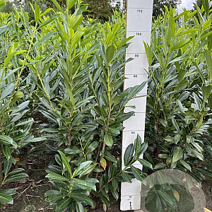 Prunus l. 'Caucasica' 80-100 cm met kluit