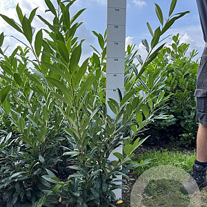 Prunus l. 'Caucasica' 80-100 cm met kluit