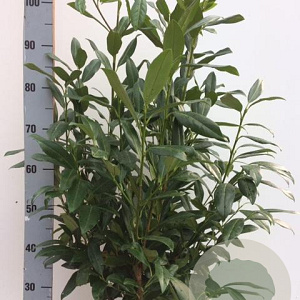 Prunus l. 'Herbergii' 80-100 cm met kluit