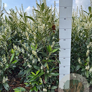 Prunus l. 'Herbergii' 80-100 cm met kluit