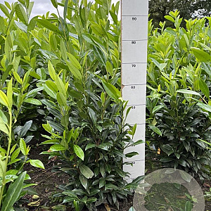 Prunus l. 'Herbergii' 80-100 cm met kluit