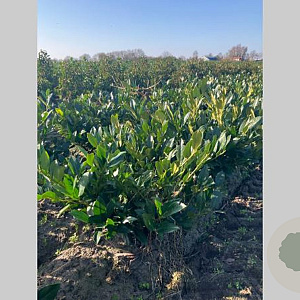 Prunus l. 'Mano' 50-60 cm met kluit