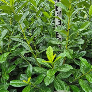 Prunus l. 'Novita' 60-80 cm met kluit