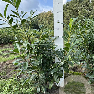 Prunus l. 'Novita' 60-80 cm met kluit