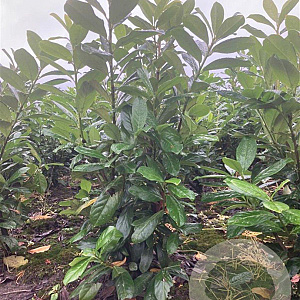 Prunus l. 'Novita' 60-80 cm met kluit