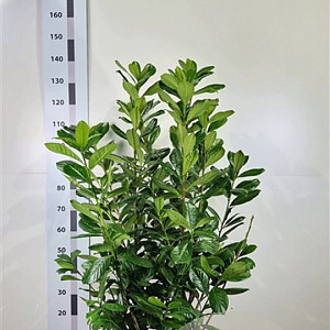 Prunus l. 'Novita' 80-100 cm met kluit