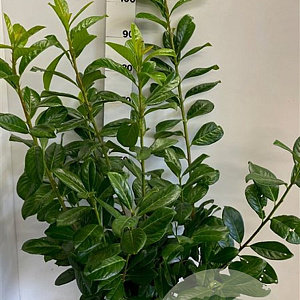 Prunus l. 'Novita' 80-100 cm met kluit