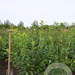 Prunus l. 'Novita' 80-100 cm met kluit