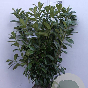 Prunus l. 'Novita' 100-125 cm met kluit