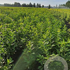 Prunus l. 'Novita' 100-125 cm met kluit