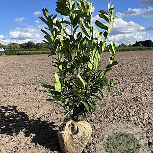 Prunus l. 'Novita' 100-125 cm met kluit