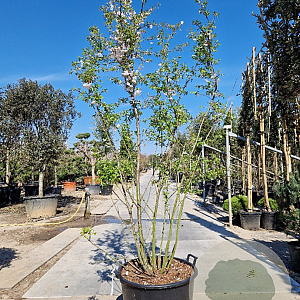 Prunus subh. 'Autumnalis' 250-300 cm container meerstammig