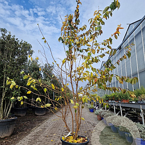 Prunus subh. 'Autumnalis Rosea' 250-300 cm container meerstammig