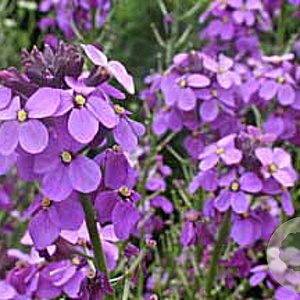 Erysimum 'Bowles' Mauve' GM P9