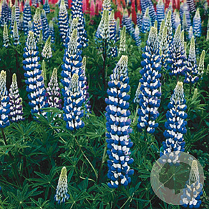 Lupinus 'Gallery Blue' GM P9
