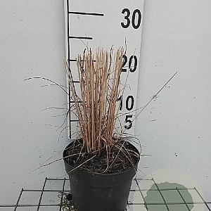 Molinia caerulea 'Heidebraut' GM 2,0L