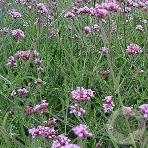 Verbena bon. 'Lollipop' GM P9