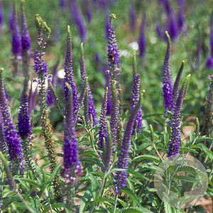 Veronica spicata GM P9