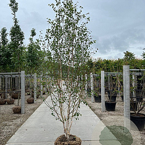 Betula utilis 'Doorenbos' 350-400 cm draadkluit meerstammig op aanvraag
