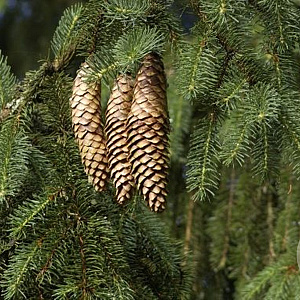 Picea abies 40-60 cm wortelgoed struik