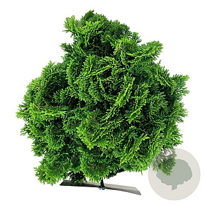 Chamaecyparis o. 'Nana Aurea' 20-25 cm 5,0L