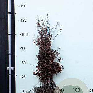 Fagus sylvatica 100-125 cm wortelgoed