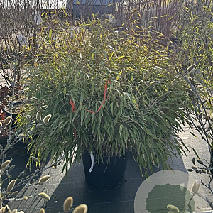 Fargesia rufa 80-100 cm 5,0L
