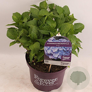 Hydrangea m. Forever & Ever Blue 30-40 cm 5,0L