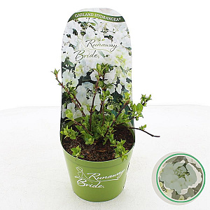 Hydrangea Runaway Bride 20-25 cm 2,0L