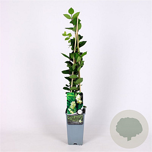 Lonicera fragrantissima 70 cm 2,0L