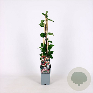 Lonicera periclymenum 70 cm 2,0L