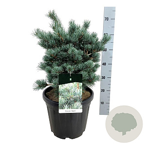 Pinus parv. 'Negishi' 60-80 cm 50L extra