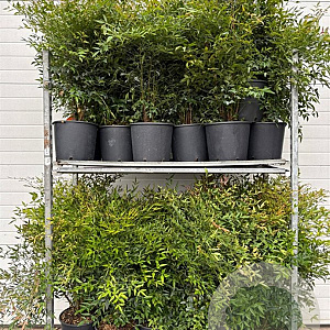 Nandina domestica 60-80 cm 9L