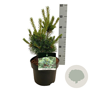 Pinus parv. 'Negishi' 30-40 cm 4,5L