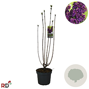 Syringa v. 'And. an Ludwig Späth' 80-100 cm 7,5L