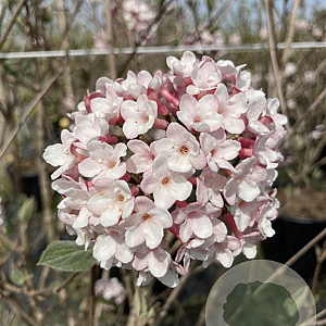 Viburnum carlesii 'Aurora' 40-50 cm 7,5L