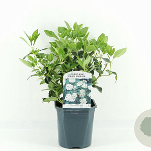 Viburnum tinus 25-30 cm 2,0L