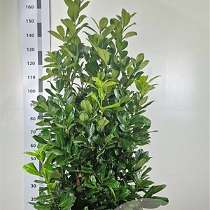 Prunus I. 'Rotundifolia' 120-140 cm met kluit