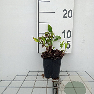 Aster ageratoides 'Stardust' GM P9