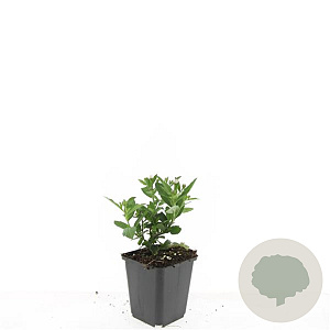 Aster ageratoides 'Stardust' GM P9