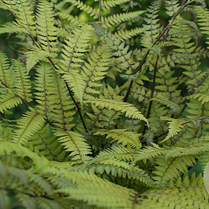 Athyrium vidalii GM P9