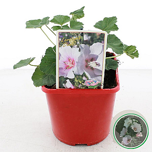 Lavatera 'Duet' 15-20 cm 3,0L