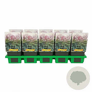 Thalictrum rochebrunianum GM 1.5