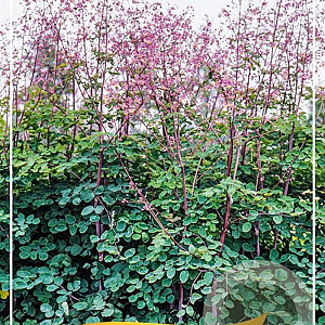 Thalictrum rochebrunianum GM 1.5