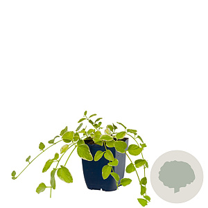 Vinca major 'Variegata' GM  P11