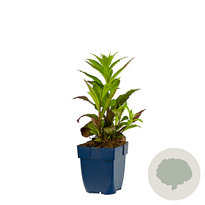 Lobelia speciosa 'Fan Red' GM  P11